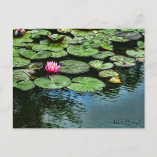 Water-Lily Pond :Postkaart Briefkaart (Voorkant)