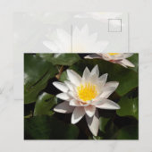 Water Lily Postcard Briefkaart (Voorkant / Achterkant)