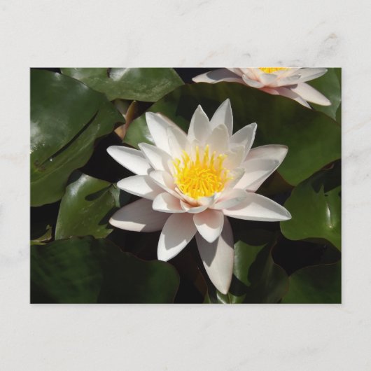 Water Lily Postcard Briefkaart (Voorkant)