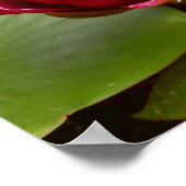 Water Lily Poster (Hoek)