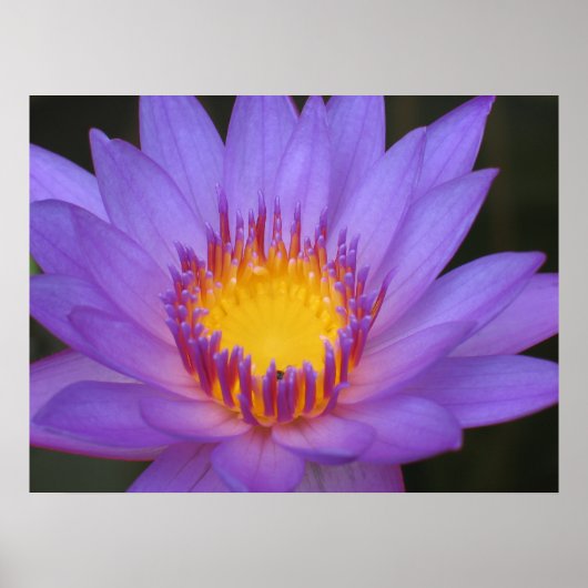 Water Lily Poster (Voorkant)