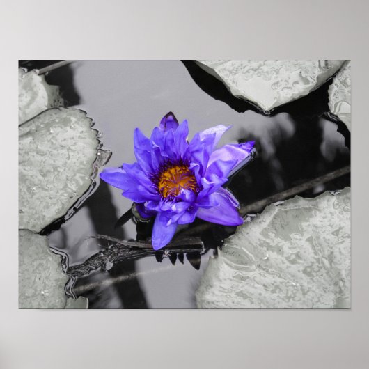 Water Lily Poster (Voorkant)