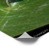 Water Lily Poster (Hoek)