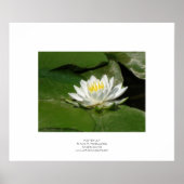 Water Lily Poster (Voorkant)