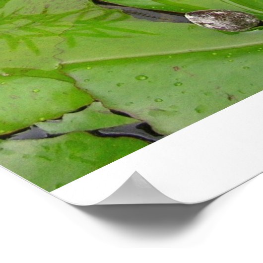 Water Lily Poster (Hoek)