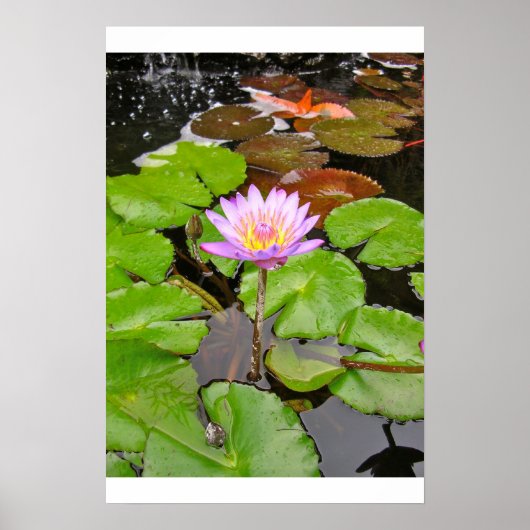 Water Lily Poster (Voorkant)