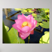 Water Lily Poster (Voorkant)