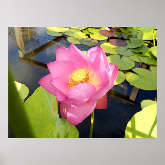 Water Lily Poster (Voorkant)