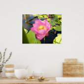 Water Lily Poster (Keuken)