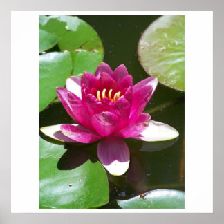 Water Lily Poster