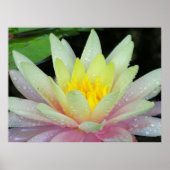 Water Lily Poster (Voorkant)