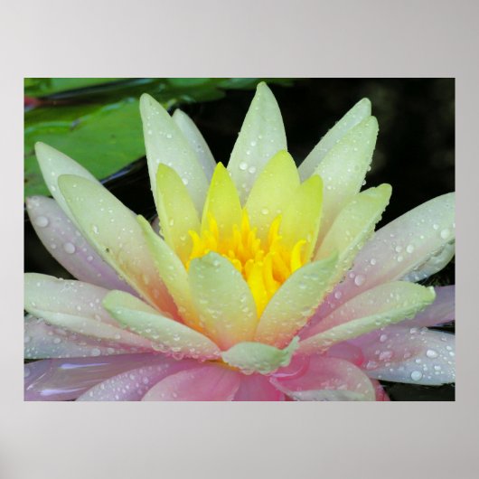Water Lily Poster (Voorkant)
