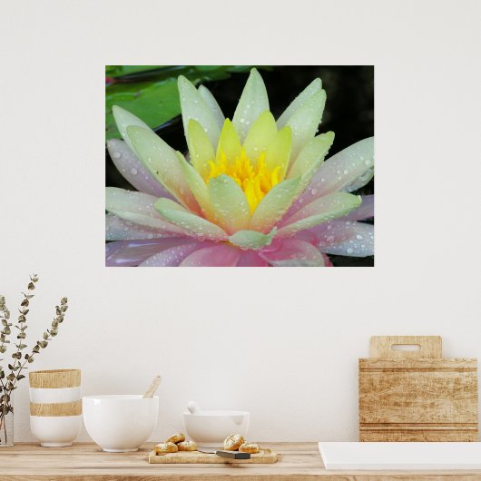 Water Lily Poster (Keuken)