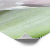 Water Lily Poster (Hoek)