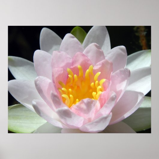 Water Lily Poster (Voorkant)
