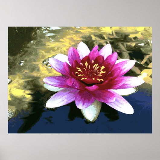 Water Lily Poster (Voorkant)