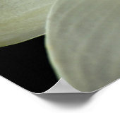 Water Lily Poster (Hoek)