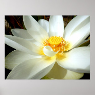 Water Lily Poster