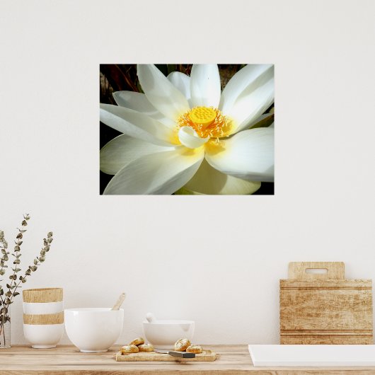 Water Lily Poster (Keuken)
