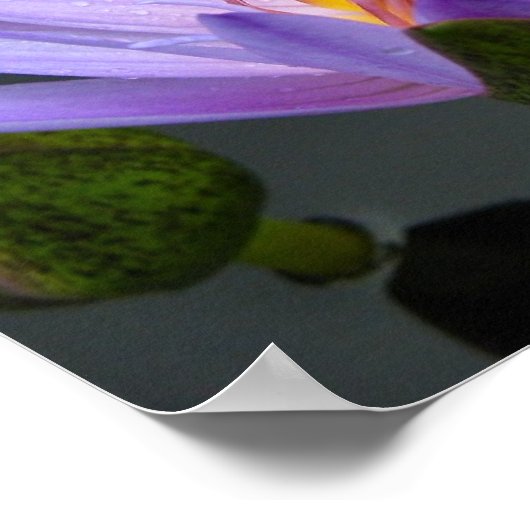 Water Lily Poster (Hoek)