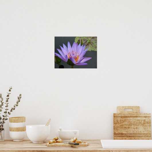 Water Lily Poster (Keuken)