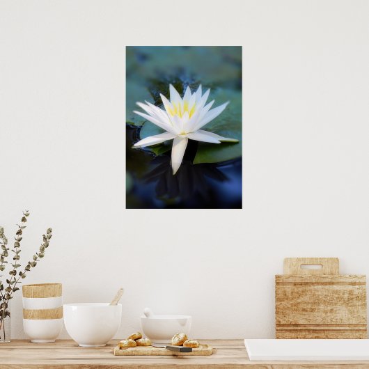 Water Lily Poster (Keuken)