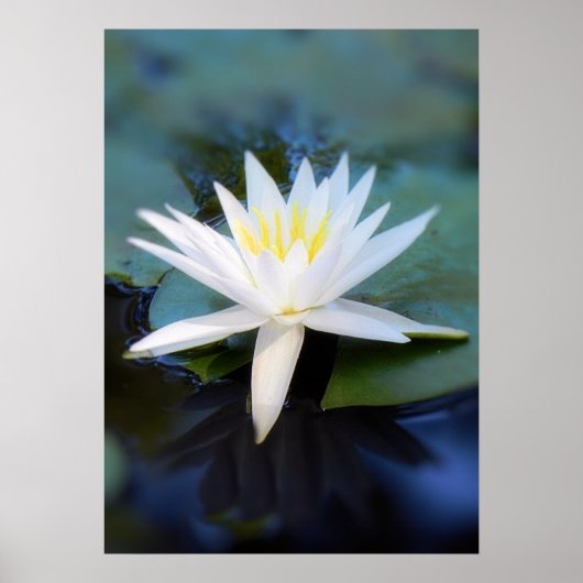 Water Lily Poster (Voorkant)