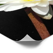 Water Lily Poster (Hoek)