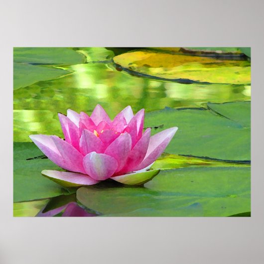 Water Lily Poster (Voorkant)