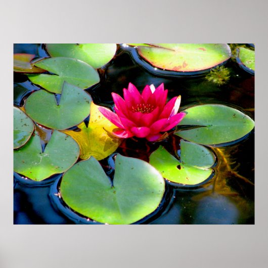 Water Lily Poster (Voorkant)