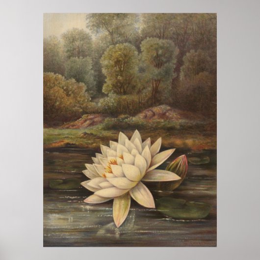 Water Lily Poster (Voorkant)