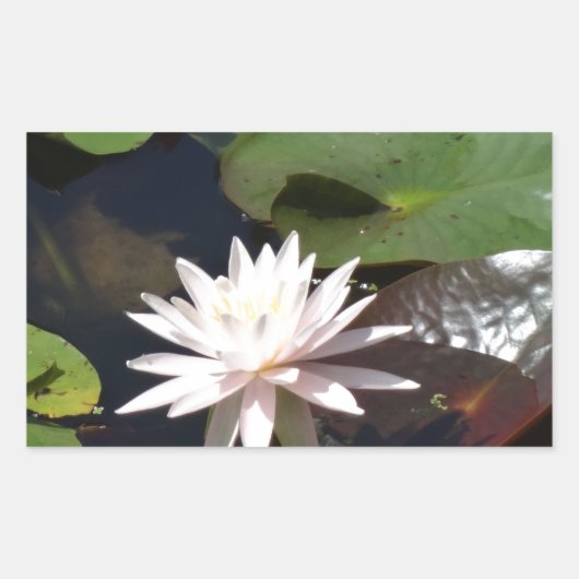 Water Lily Rechthoekige Sticker (Voorkant)