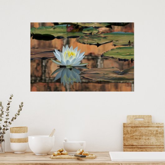 Water Lily Reflection Foto Poster Print (Keuken)