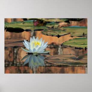 Water Lily Reflection Foto Poster Print