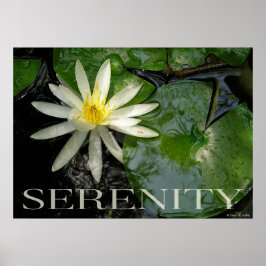 Water Lily Serenity Inspirerend Poster