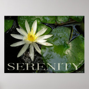 Water Lily Serenity Inspirerend Poster