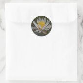 Water Lily Sticker (Tas)