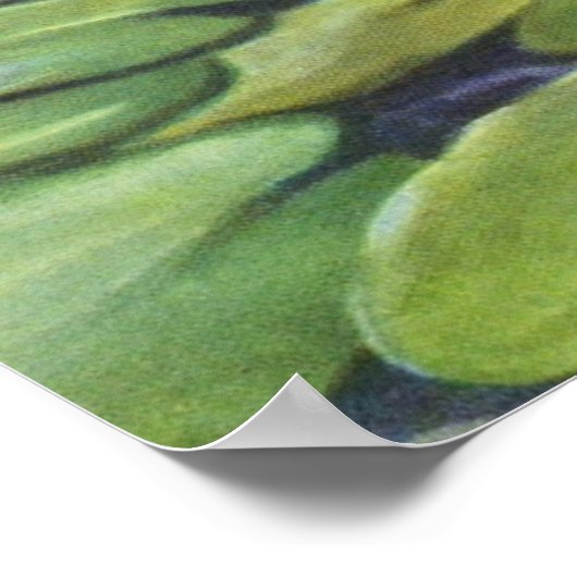 Water Lily van Cargill, 1937 Poster (Hoek)