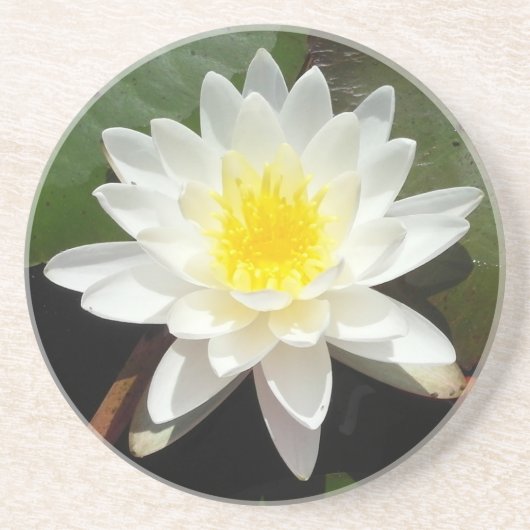 Water Lily Zandsteen Onderzetter (Voorkant)