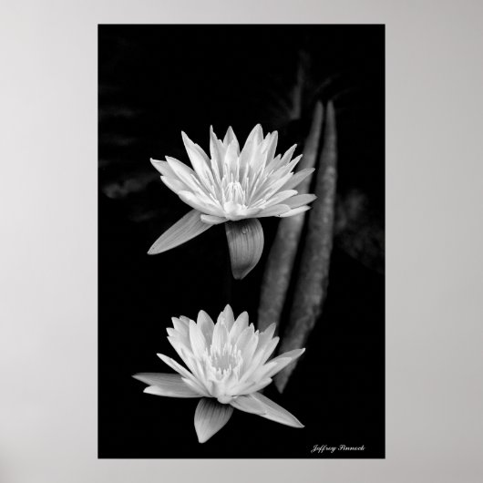 Water Lily's Poster (Voorkant)