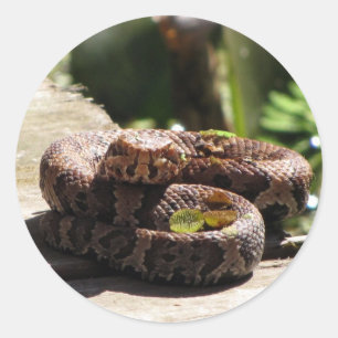 Water Moccasin / Cottonmouth Slanke Stickers