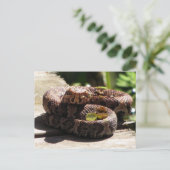 Water Moccasin Post Card Briefkaart (Staand voorkant)