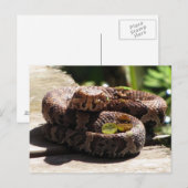 Water Moccasin Post Card Briefkaart (Voorkant / Achterkant)