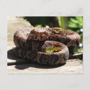Water Moccasin Post Card Briefkaart