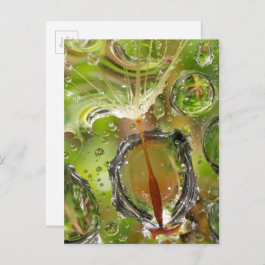 Water op dandelionzaad, CA Briefkaart (Voorkant / Achterkant)