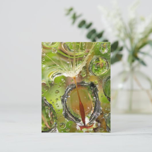 Water op dandelionzaad, CA Briefkaart (Staand voorkant)