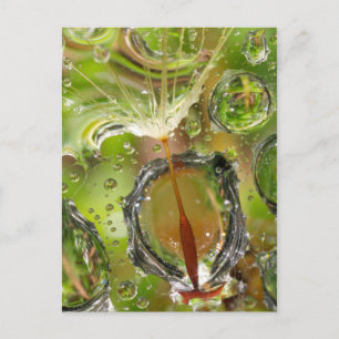 Water op dandelionzaad, CA Briefkaart