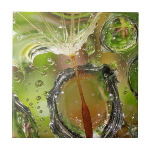 Water op dandelionzaad, CA Tegeltje (Voorkant)