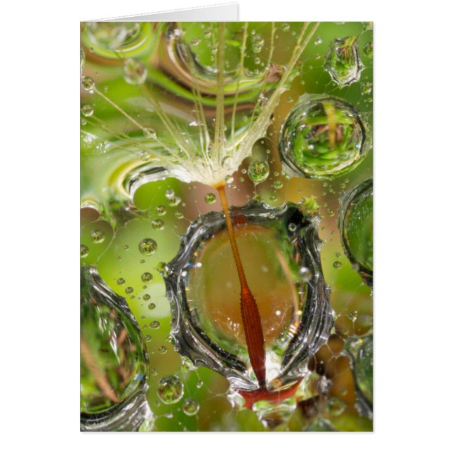 Water op paardenbloempluis, CA (Voorkant)