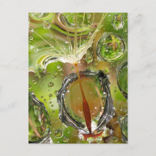 Water op paardenbloempluis, CA Briefkaart (Voorkant)